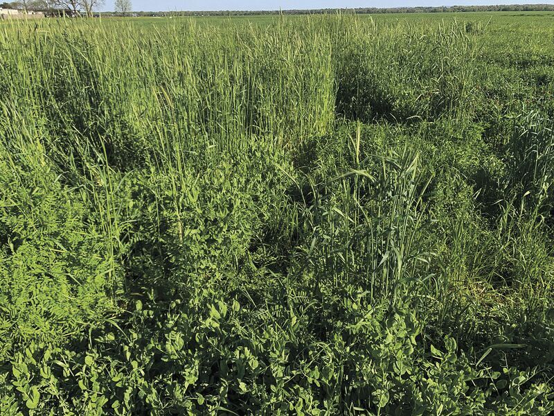 Winter legumes